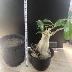 5株セット　塊根植物　パキポディウム　　の画像