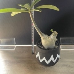5株セット　塊根植物　パキポディウム　　の画像