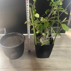 5株セット　塊根植物　パキポディウム　　の画像