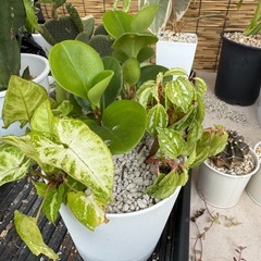 観葉植物の画像