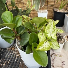 観葉植物の画像