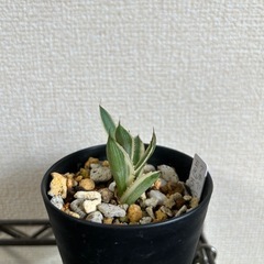 アガベ ロファンサ 五色万代の画像
