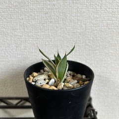 アガベ ロファンサ 五色万代の画像