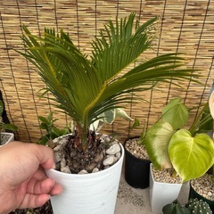 観葉植物の画像