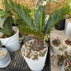 観葉植物の画像