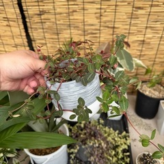 小さめ観葉植物の画像