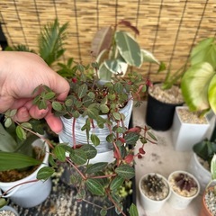 小さめ観葉植物の画像