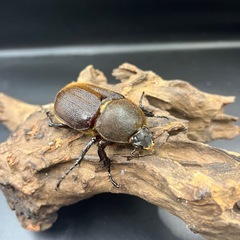 【新成虫】DHヘラクレス ♀単63mm ※送料事前連絡にて変更可 ※直接受け渡しに変更可の画像