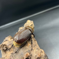 【新成虫】DHヘラクレス ♀単63mm ※送料事前連絡にて変更可 ※直接受け渡しに変更可の画像