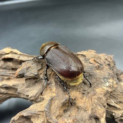 【新成虫】DHヘラクレス ♀単63mm ※送料事前連絡にて変更可 ※直接受け渡しに変更可の画像
