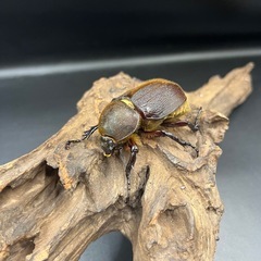 【新成虫】DHヘラクレス ♀単63mm ※送料事前連絡にて変更可 ※直接受け渡しに変更可の画像