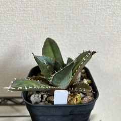 アガベ オテロイ 白鯨の画像