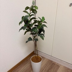 観葉植物 フェイクグリーンの画像