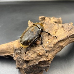 【即ブリ‼︎】DHヘラクレス ♀単65mm  ※送料事前連絡にて変更可 ※直接受け渡しに変更可の画像