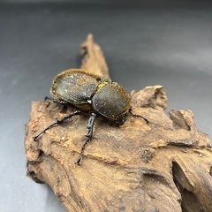 【即ブリ‼︎】DHヘラクレス ♀単65mm  ※送料事前連絡にて変更可 ※直接受け渡しに変更可の画像