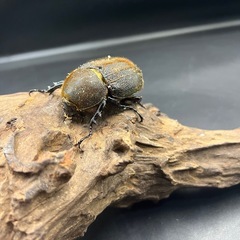 【即ブリ‼︎】DHヘラクレス ♀単65mm  ※送料事前連絡にて変更可 ※直接受け渡しに変更可の画像