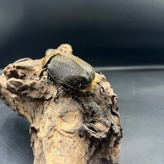 【即ブリ‼︎】DHヘラクレス ♀単65mm  ※送料事前連絡にて変更可 ※直接受け渡しに変更可の画像