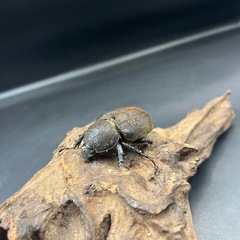【即ブリ‼︎】DHヘラクレス ♀単56mmの出品です。  ※送料事前連絡にて変更可 ※直接受け渡しに変更可 の画像