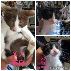 子猫　3ヶ月くらい