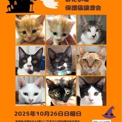 ☘️保護猫ふれあい譲渡会💫