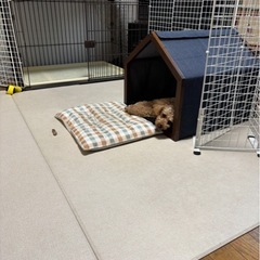 犬　ケージの画像