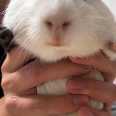 イングリッシュモルモット