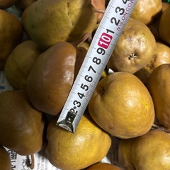 洋梨 メロウリッチ B品から訳あり 約5kgの画像