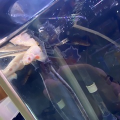 ブラントノーズガー　1匹の画像