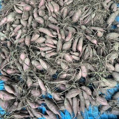  さつまいも（キロ単位250円）の画像