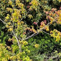 引き取り限定　巨大鉢×3 金木犀・ヤマボウシなどの画像