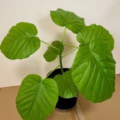 ウンベラータ、モンステラ、カラテア　観葉植物セットの画像