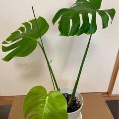 ウンベラータ、モンステラ、カラテア　観葉植物セットの画像