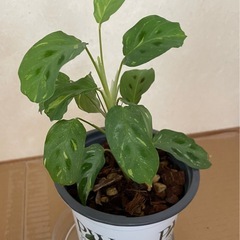 ウンベラータ、モンステラ、カラテア　観葉植物セットの画像