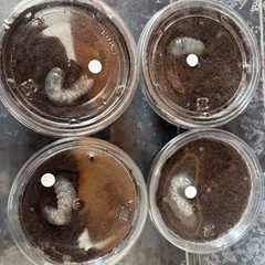 グランドシロカブト幼虫4頭の画像