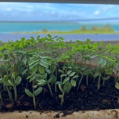 鳳凰木の苗木🌱の画像