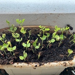 鳳凰木の苗木🌱の画像