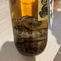 ハブ酒ハブ入りの画像