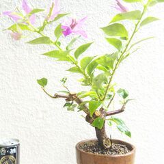 盆栽素材ブーゲンビリア赤紫の画像