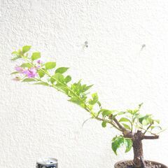 盆栽素材ブーゲンビリア赤紫の画像