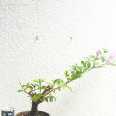 盆栽素材ブーゲンビリア赤紫の画像