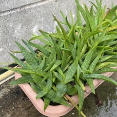 アロエベラ　子株いっぱい！の画像