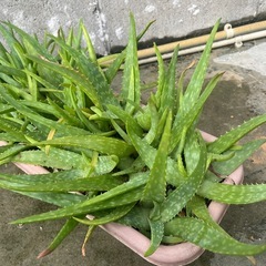 アロエベラ　子株いっぱい！の画像