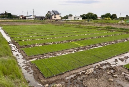 令和7年産  岐阜 ハツシモ  1等米 30Kg