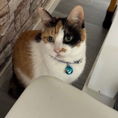 猫を探しています！