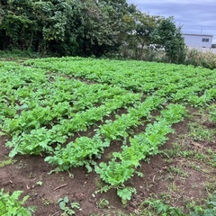 「だいこん葉」あげます。2週間以上日持ちします。の画像