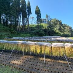 新米R7年産　ヒノヒカリ　籾米③の画像