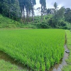 新米R7年産　ヒノヒカリ　籾米③の画像