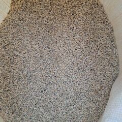 新米R7年産　ヒノヒカリ　籾米③の画像