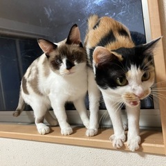 綺麗なメス猫2匹です🐱