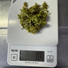 オオサンショウウモ　アクアリウム　水草の画像